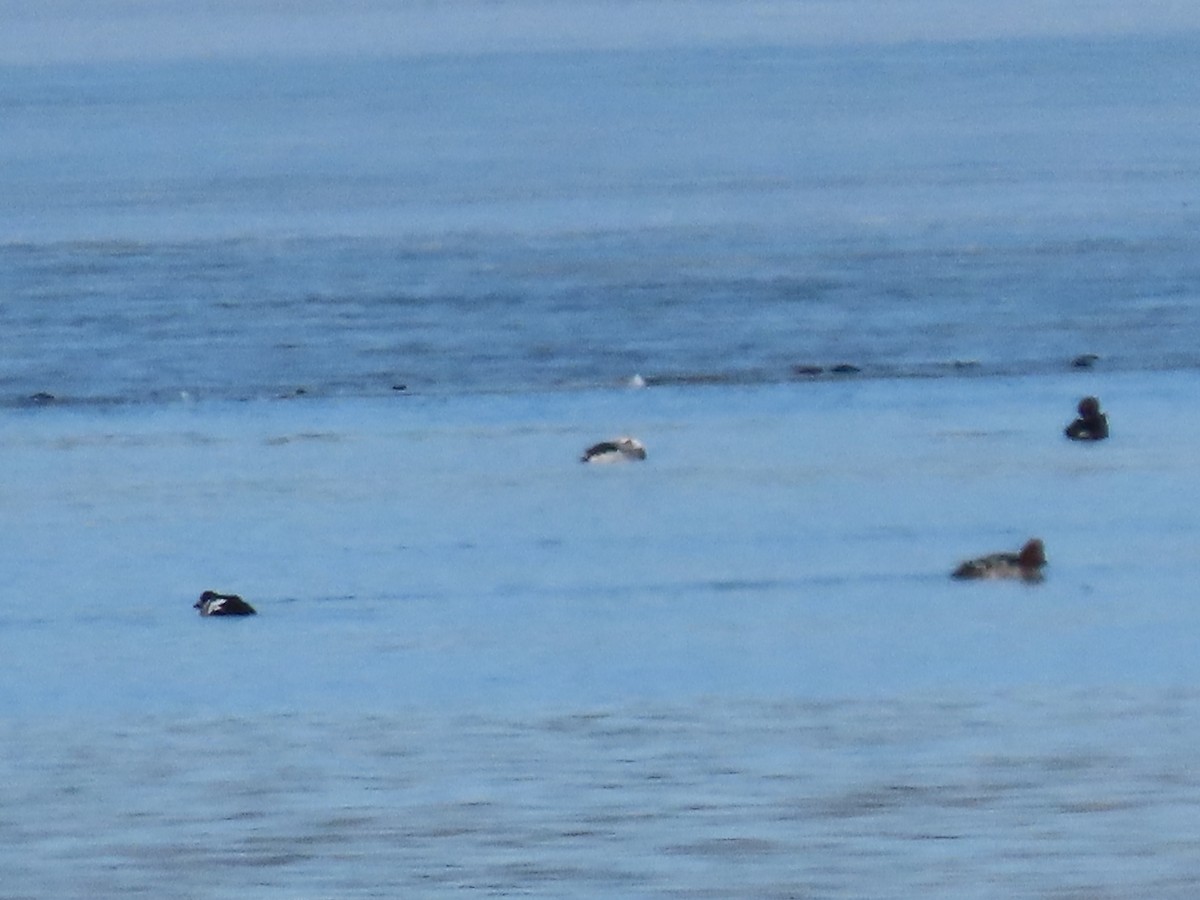 Long-tailed Duck - ML615886915