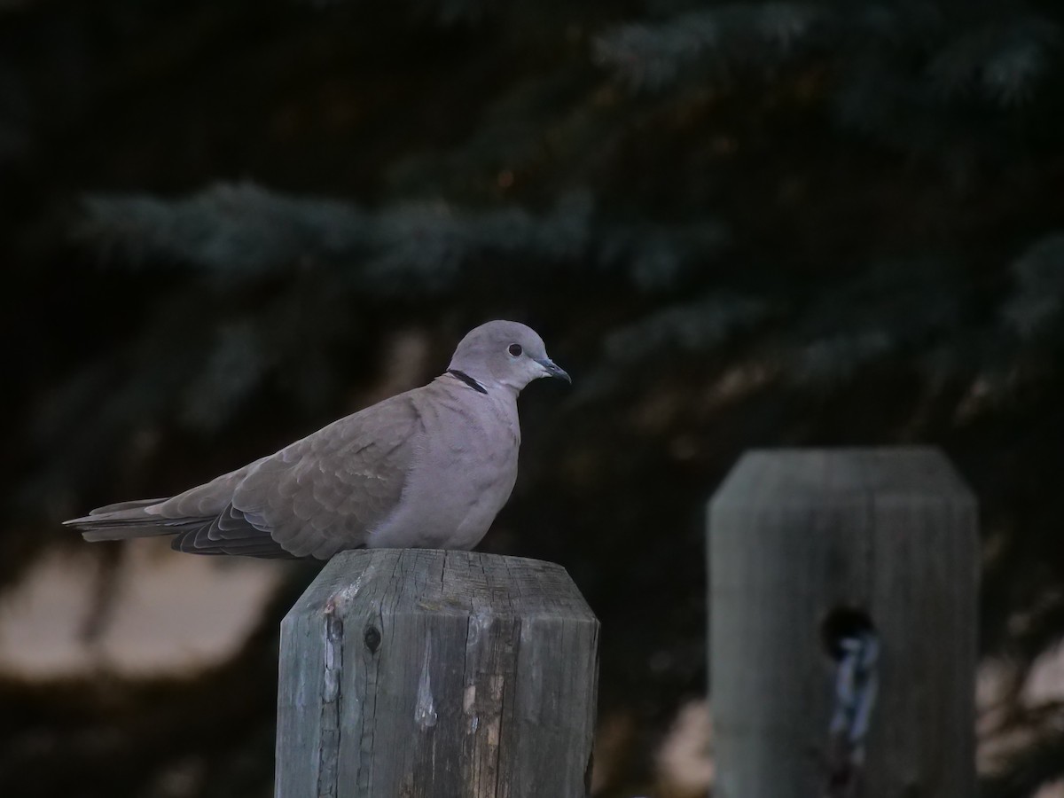 Eurasian Collared-Dove - ML615886936