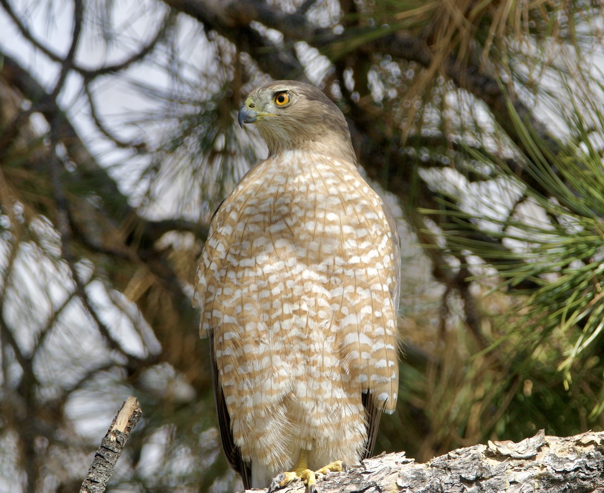 Cooper's Hawk - ML615886940