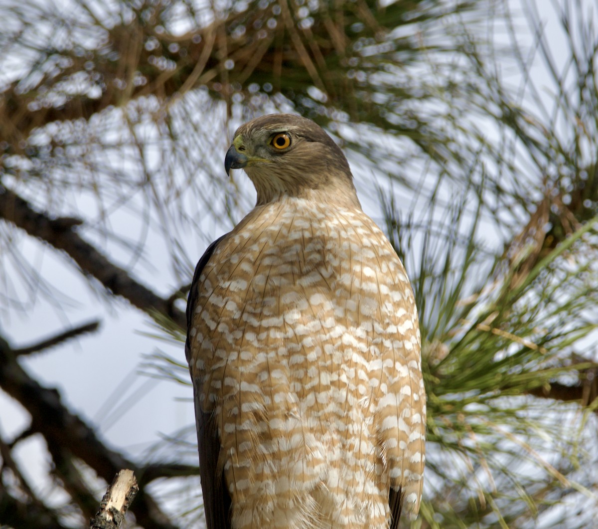 Cooper's Hawk - ML615886941