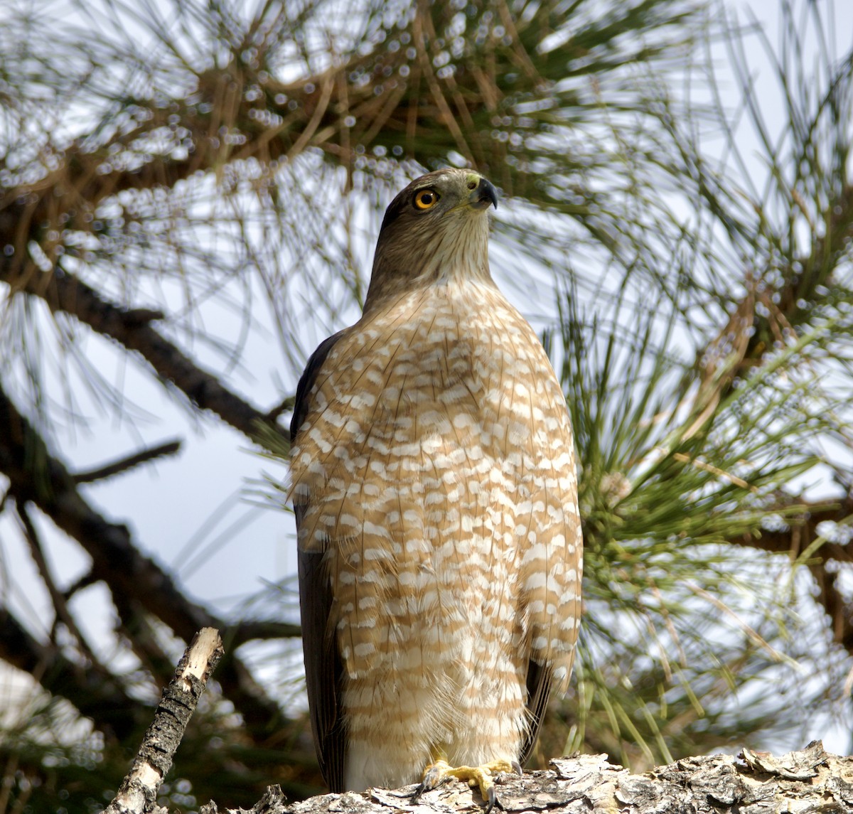 Cooper's Hawk - ML615886942