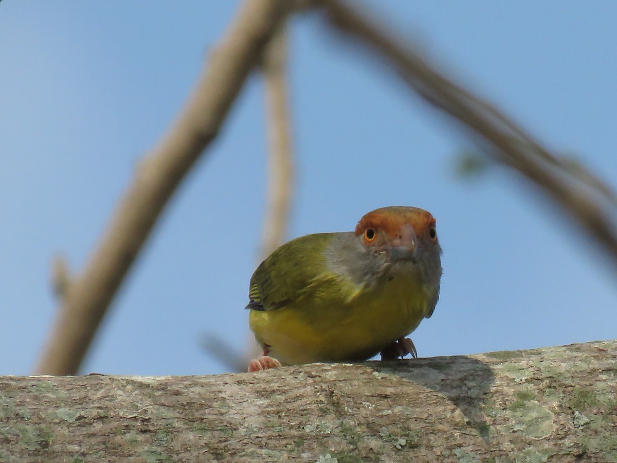 Rufous-browed Peppershrike - Paul Stufkens