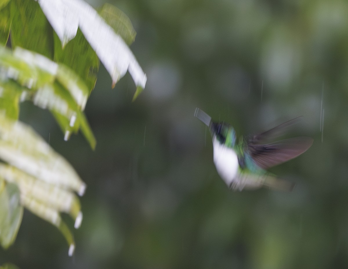 kolibřík purpurovohlavý - ML615887001