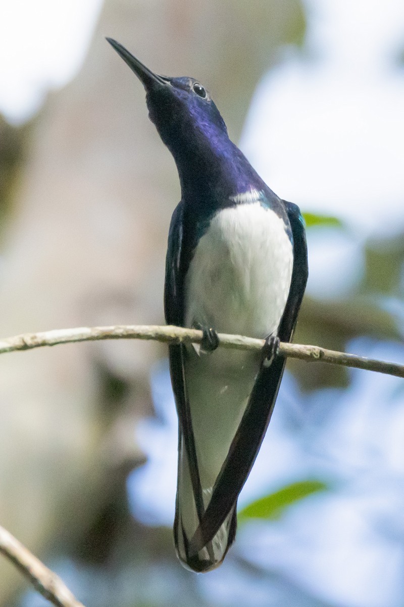 Colibrí Nuquiblanco - ML615887022