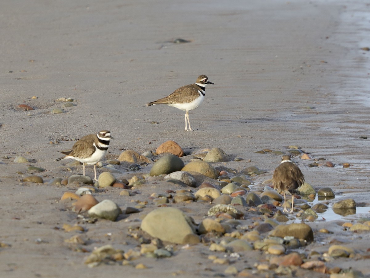 Killdeer - David Wittrock