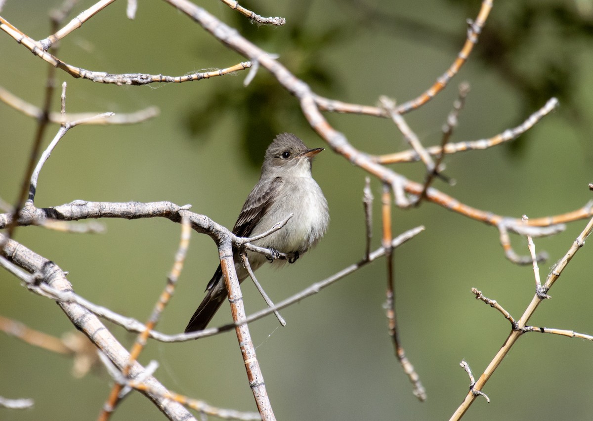 Western Wood-Pewee - Jamie Claus