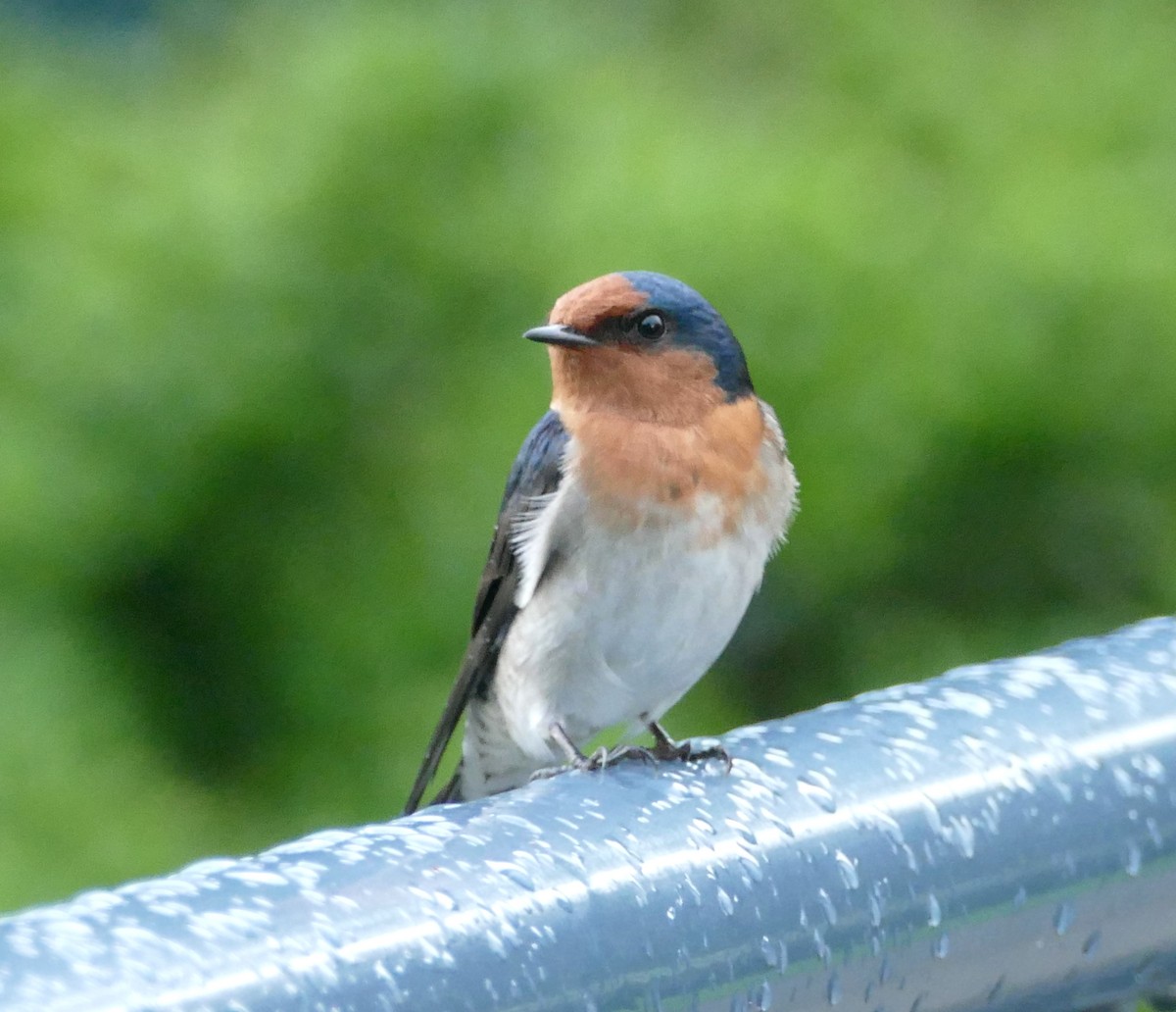 Golondrina Australiana - ML615887179