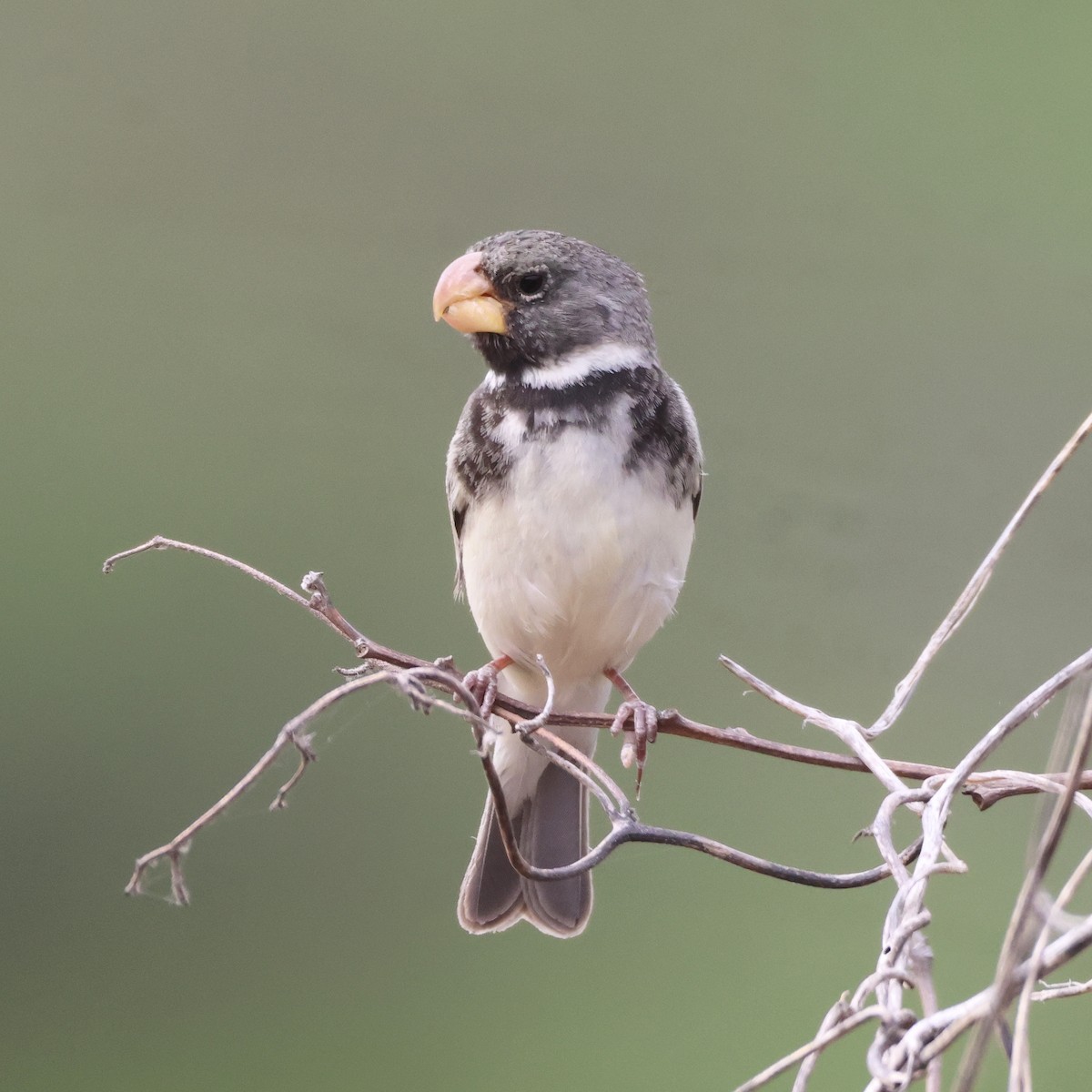 Parrot-billed Seedeater - Jorge Alcalá