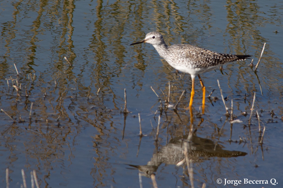 Lesser Yellowlegs - ML615887207