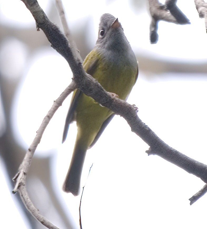 Gray-headed Canary-Flycatcher - ML615887224