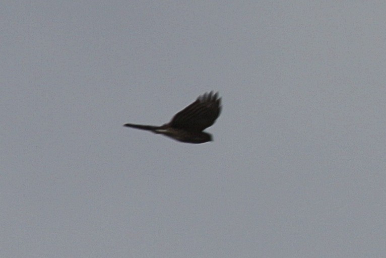 Sharp-shinned Hawk - Martyn Covey