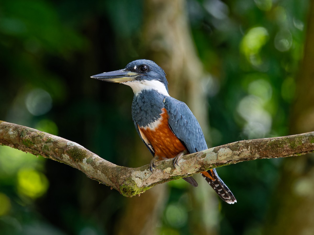 Ringed Kingfisher - ML615887298