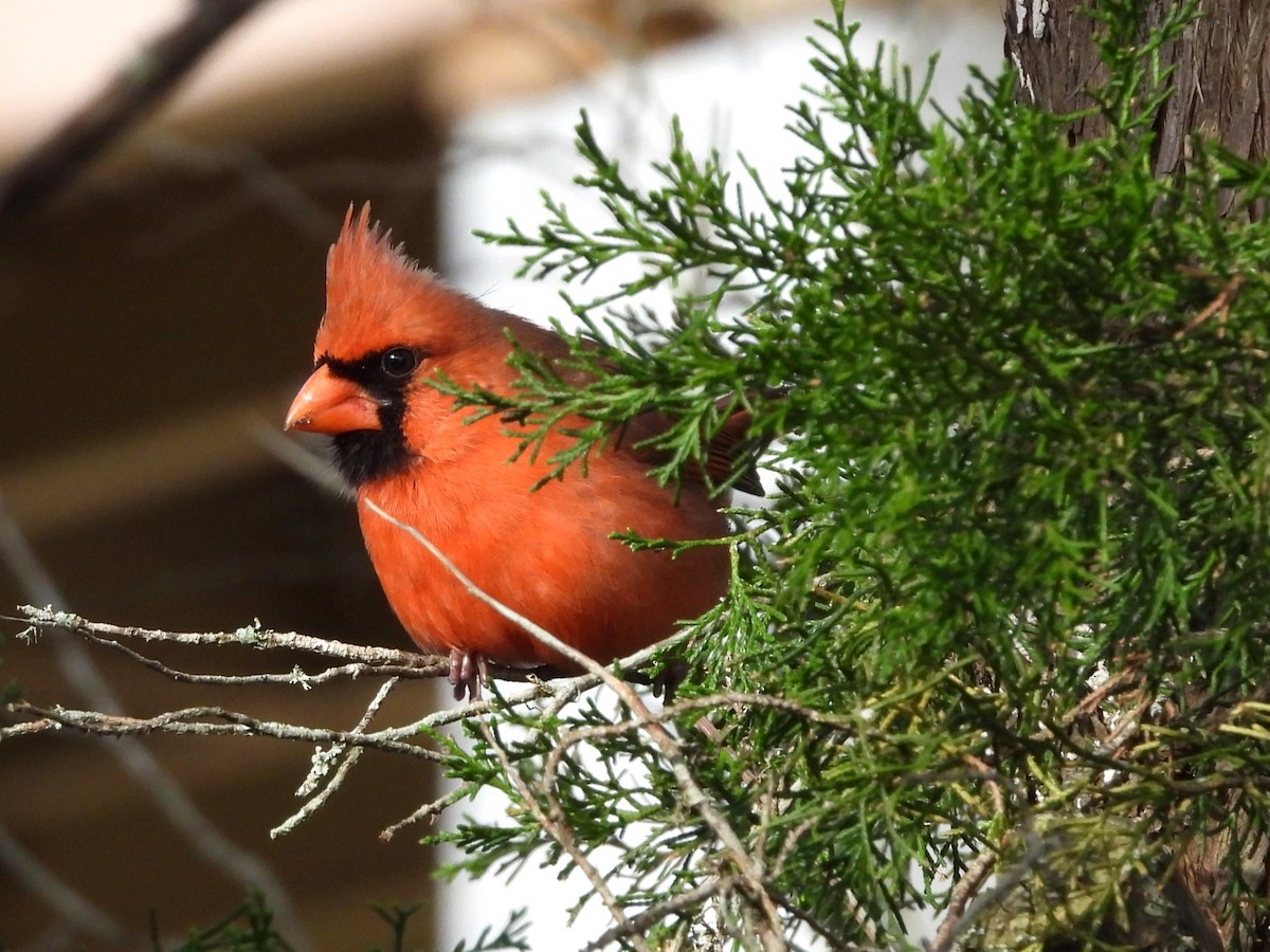 Cardenal Norteño - ML615887311