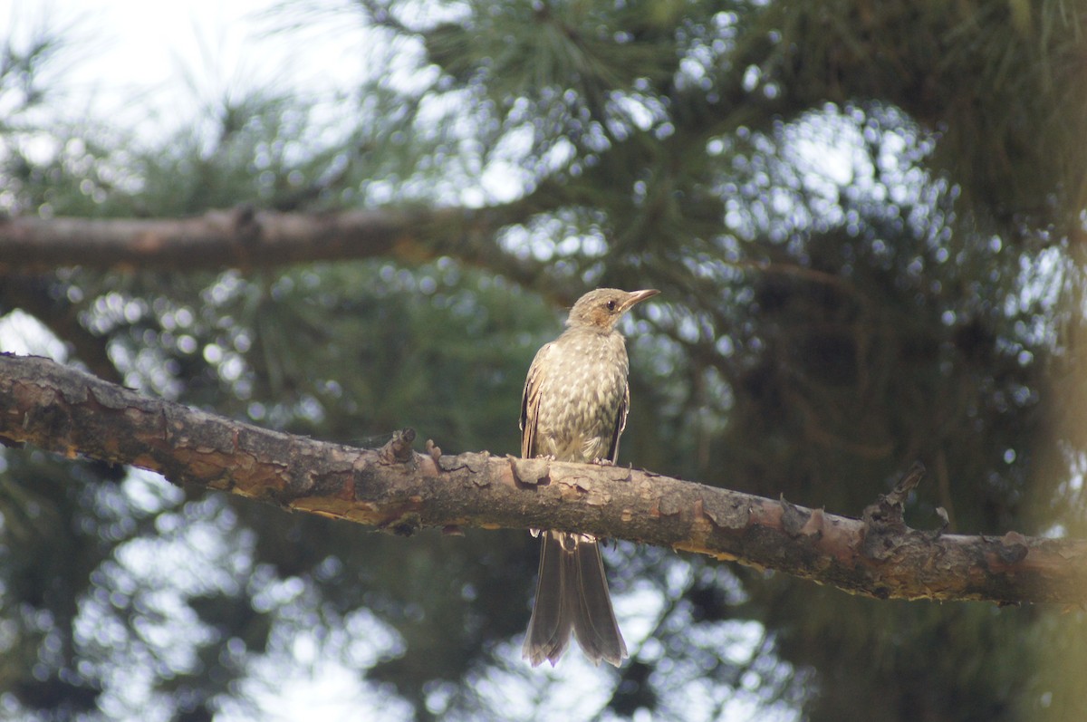 Brown-eared Bulbul - ML615887363