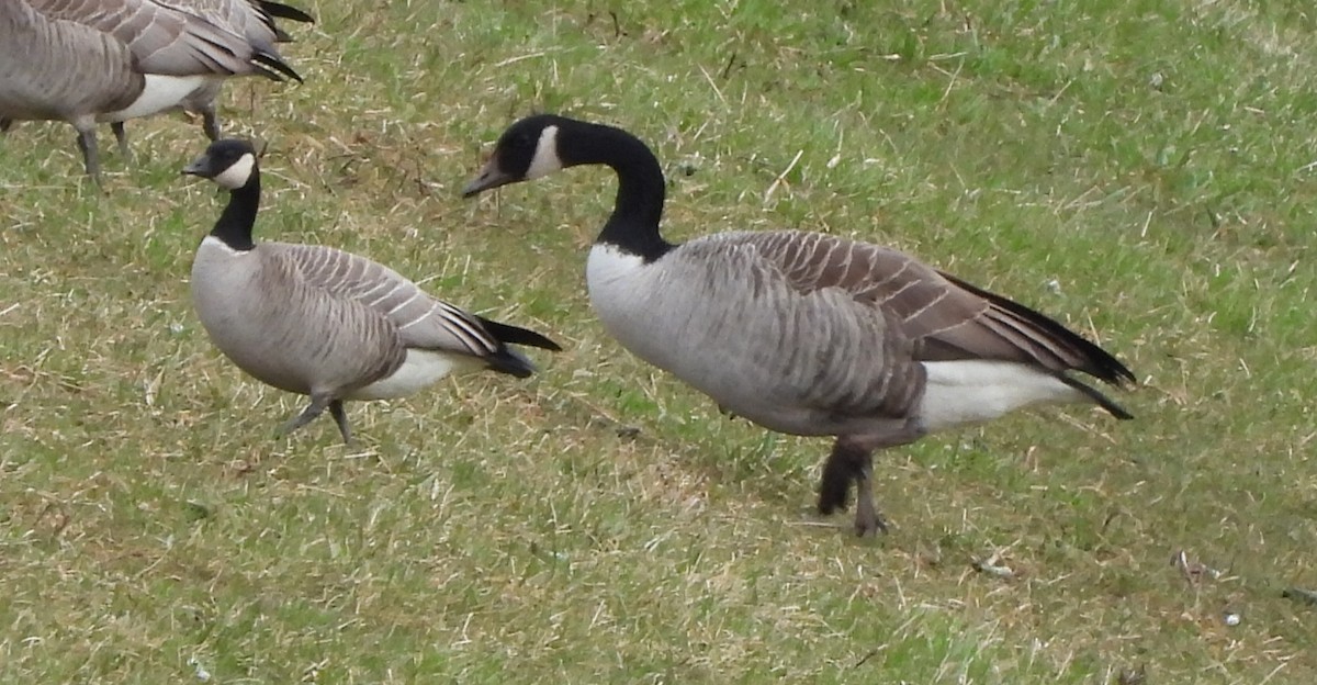 Cackling Goose - ML615887377