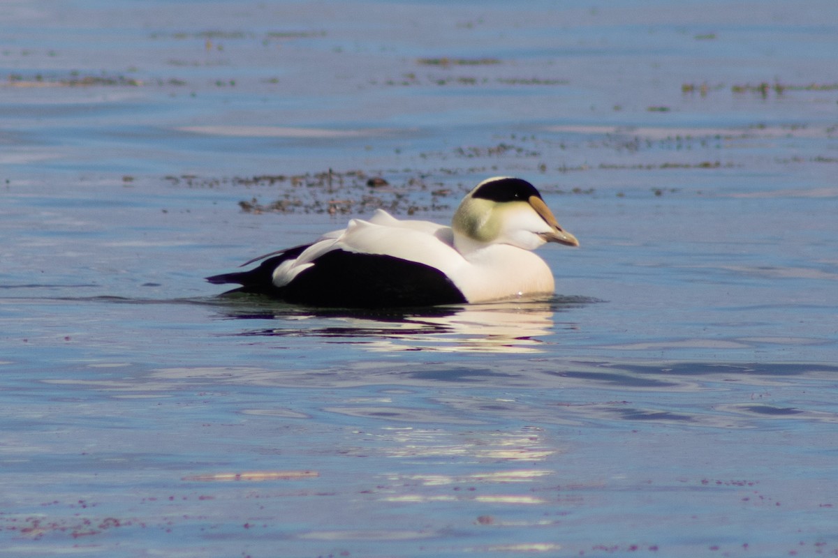 Common Eider - ML615887403