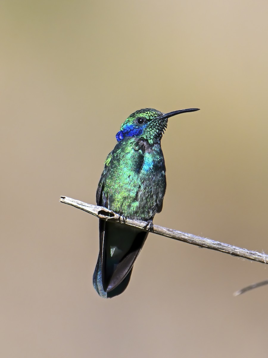kolibřík modrouchý - ML615887404