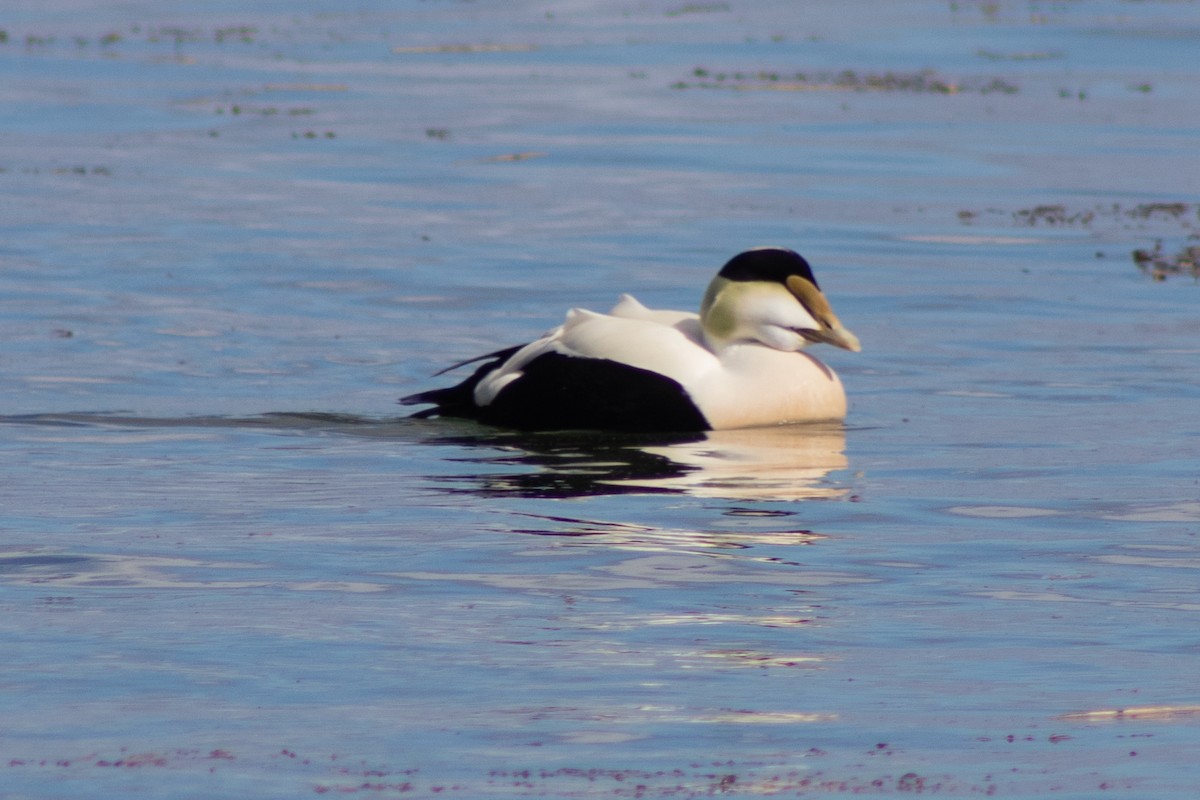 Common Eider - ML615887405