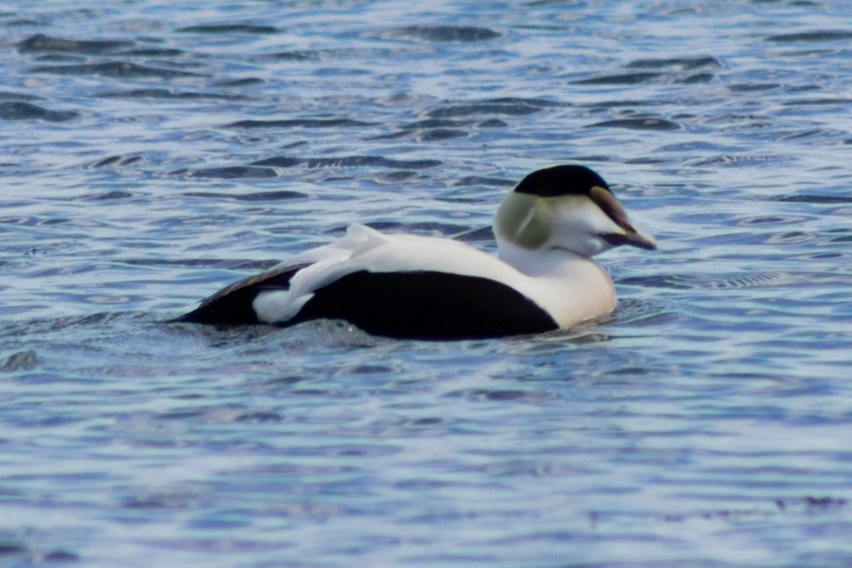 Common Eider - ML615887406