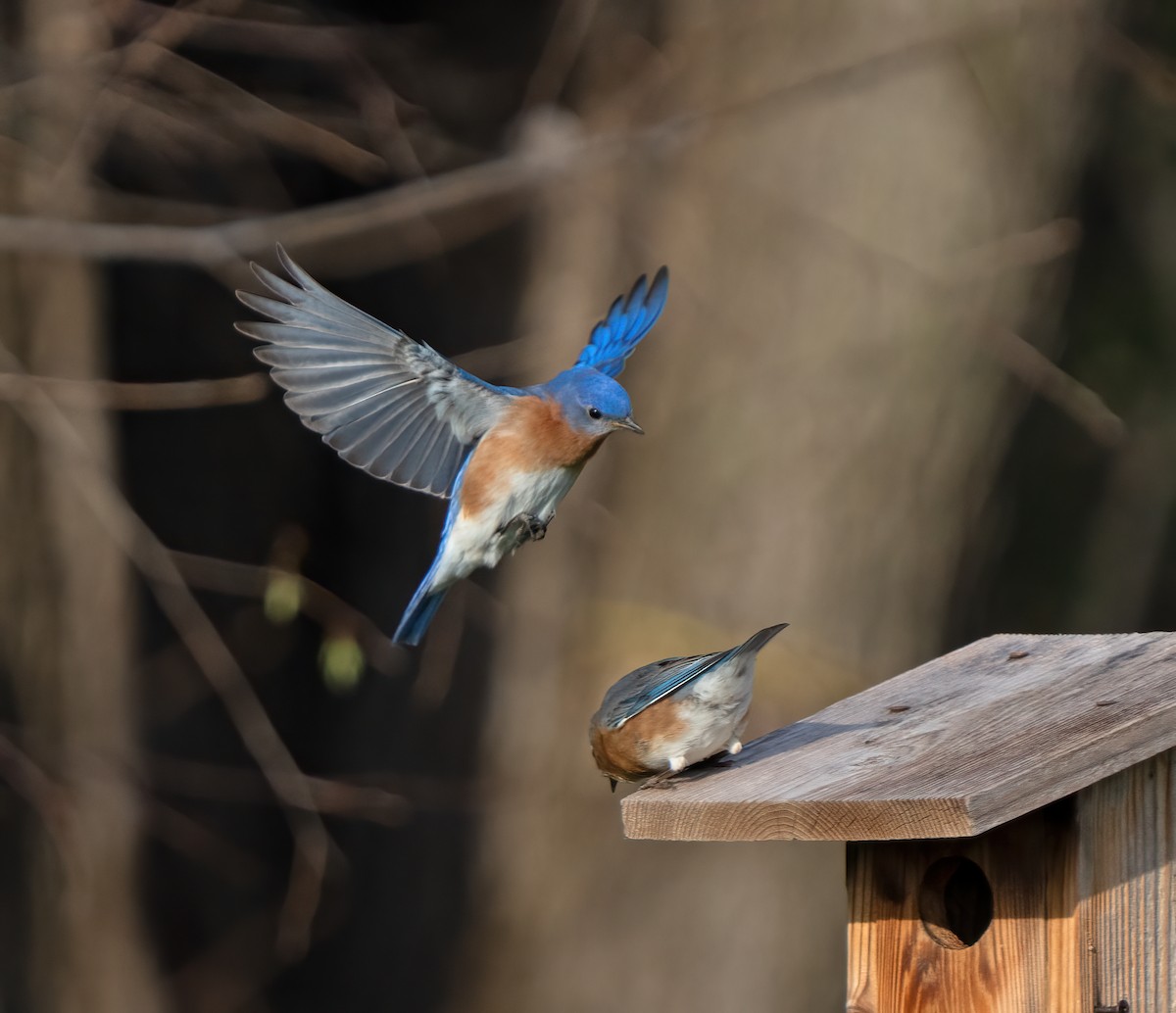 Eastern Bluebird - ML615887426