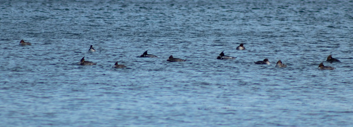 Red-breasted Merganser - Tanya Kutasz