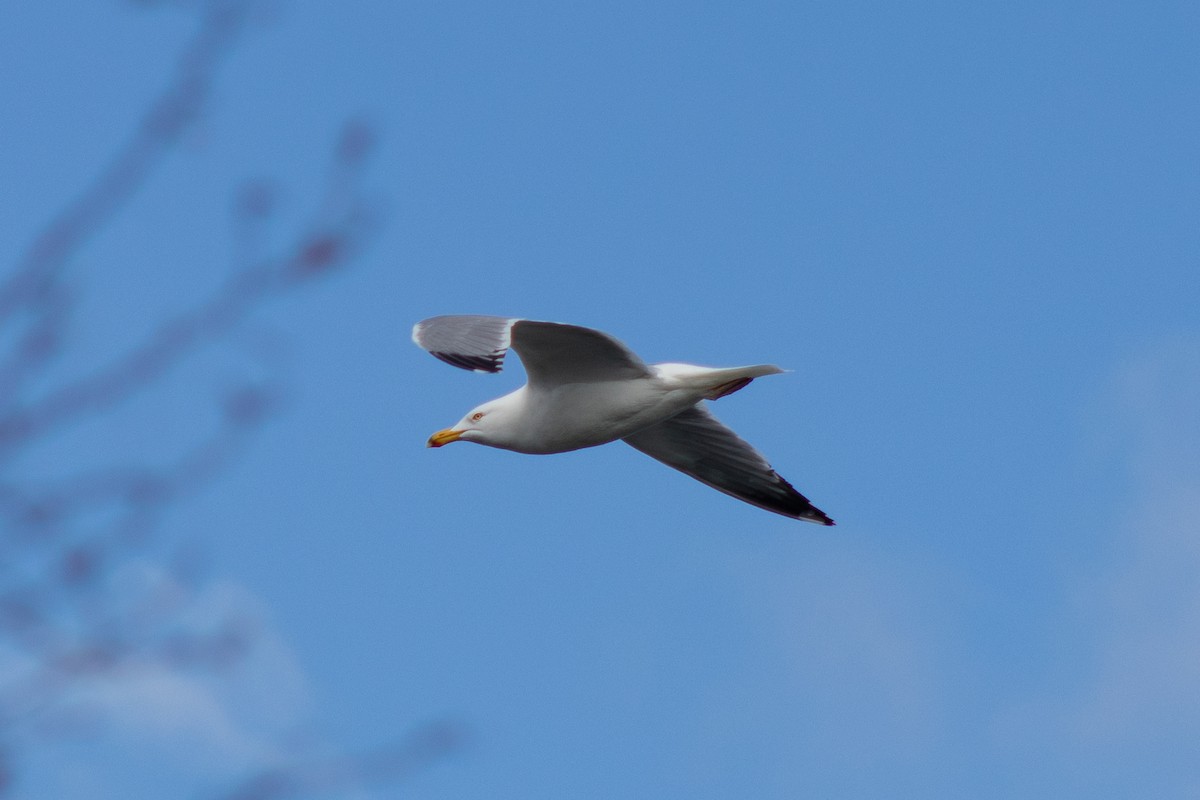 Herring Gull - Tanya Kutasz