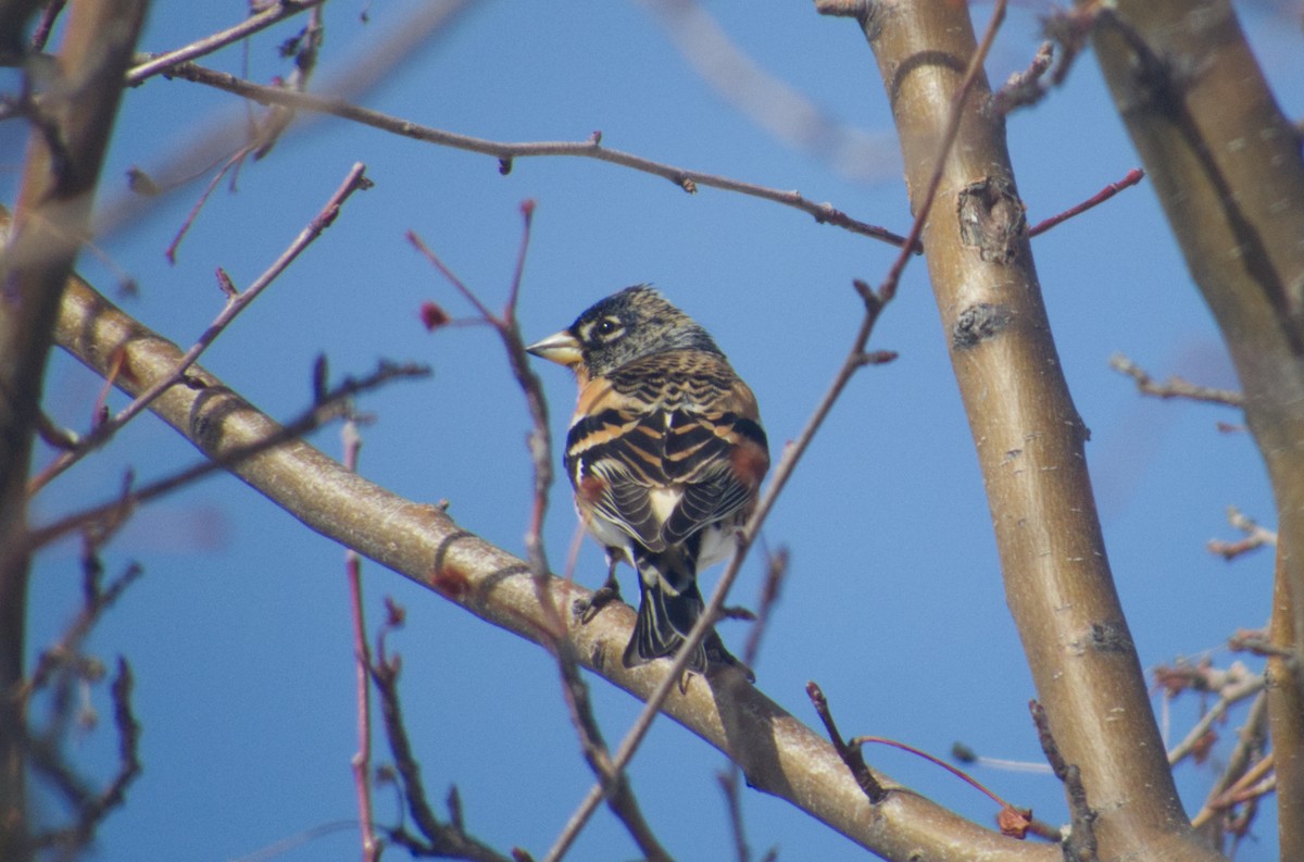 Brambling - ML615887585