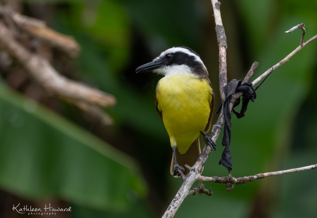 Lesser Kiskadee - ML615887611