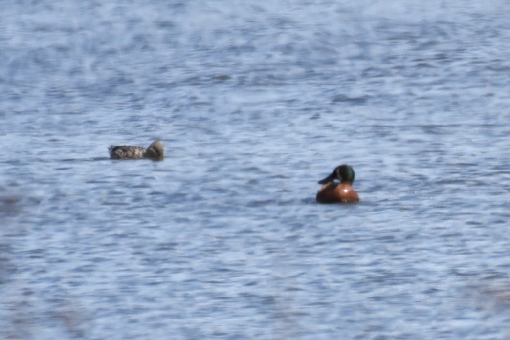 Cinnamon Teal x Northern Shoveler (hybrid) - ML615887651