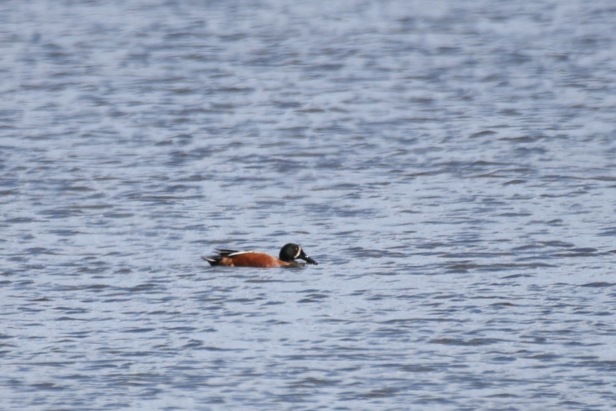 Cinnamon Teal x Northern Shoveler (hybrid) - ML615887654