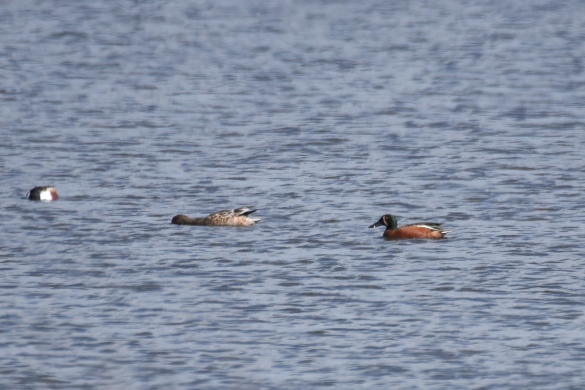 Cinnamon Teal x Northern Shoveler (hybrid) - ML615887655