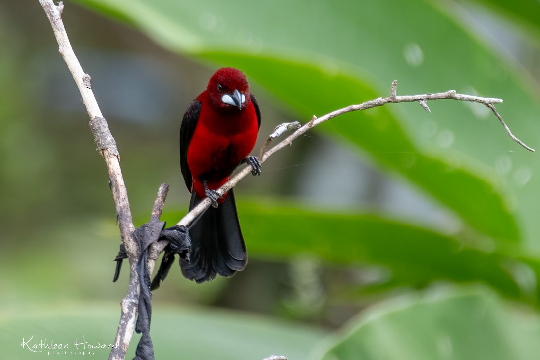 Crimson-backed Tanager - ML615887688