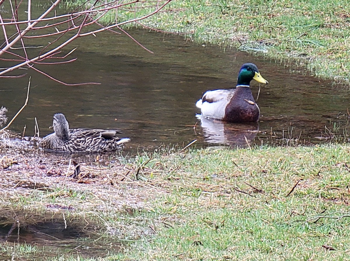 Mallard - Kathie Brown