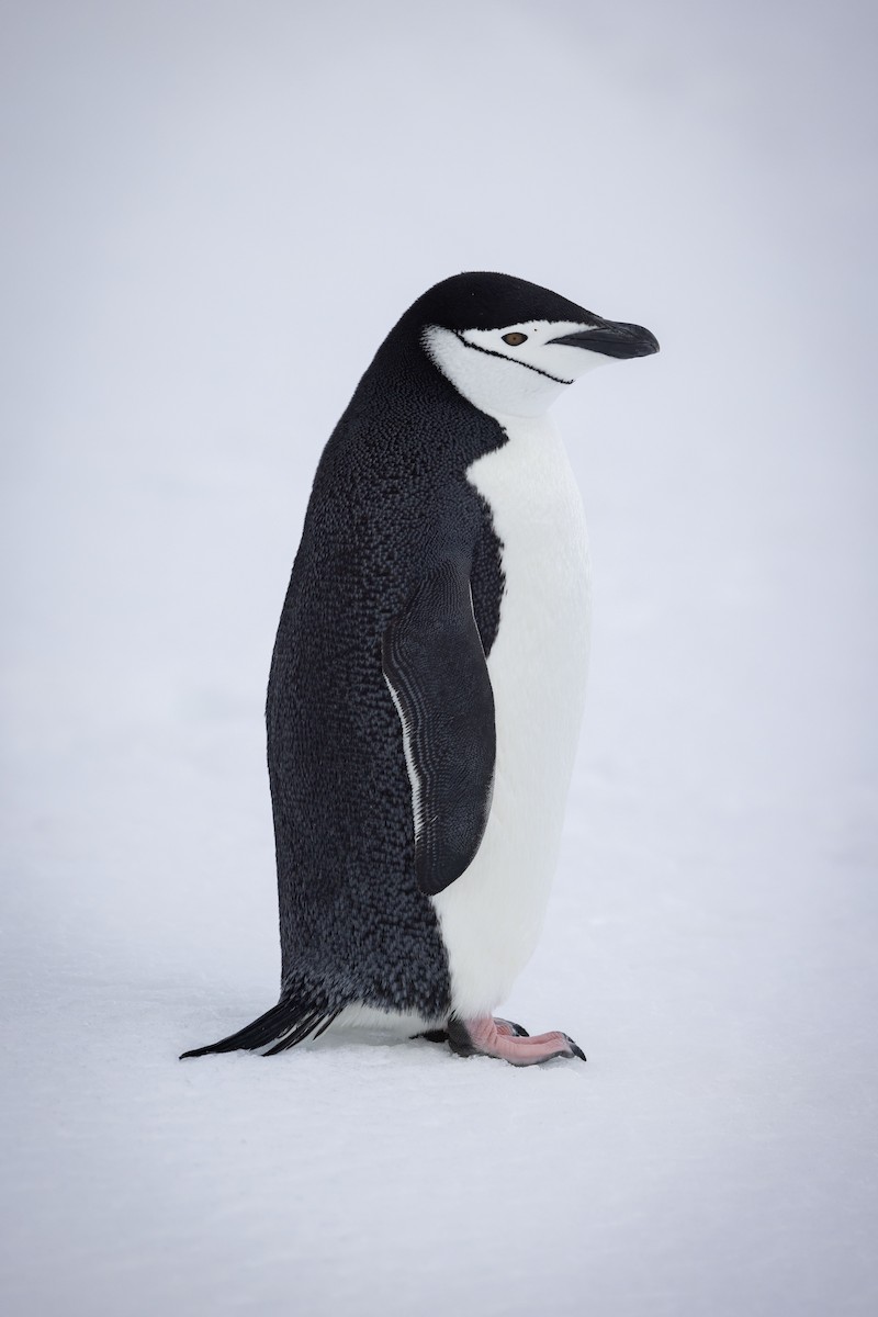 Пінгвін антарктичний - ML615887813