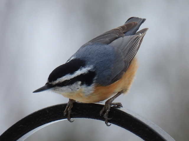 Red-breasted Nuthatch - ML615887839