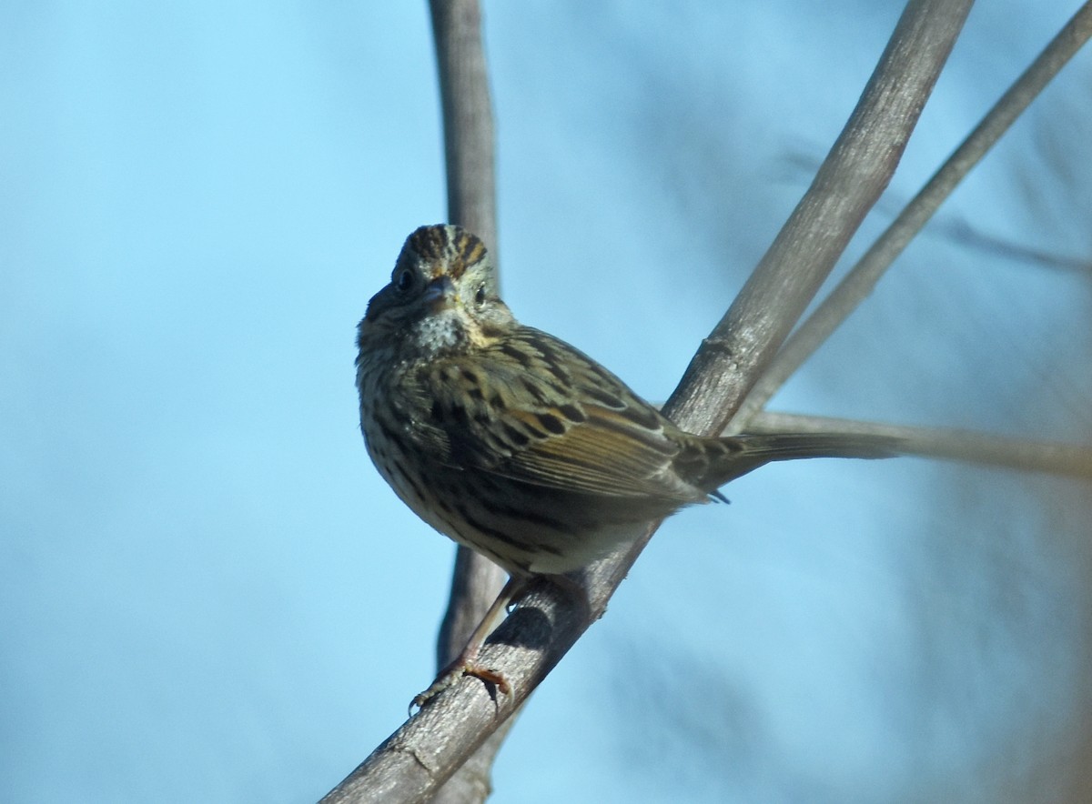 Lincoln's Sparrow - ML615887897