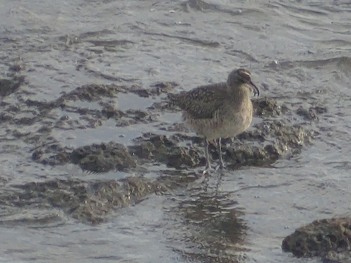 Short-billed Dowitcher - ML615887900