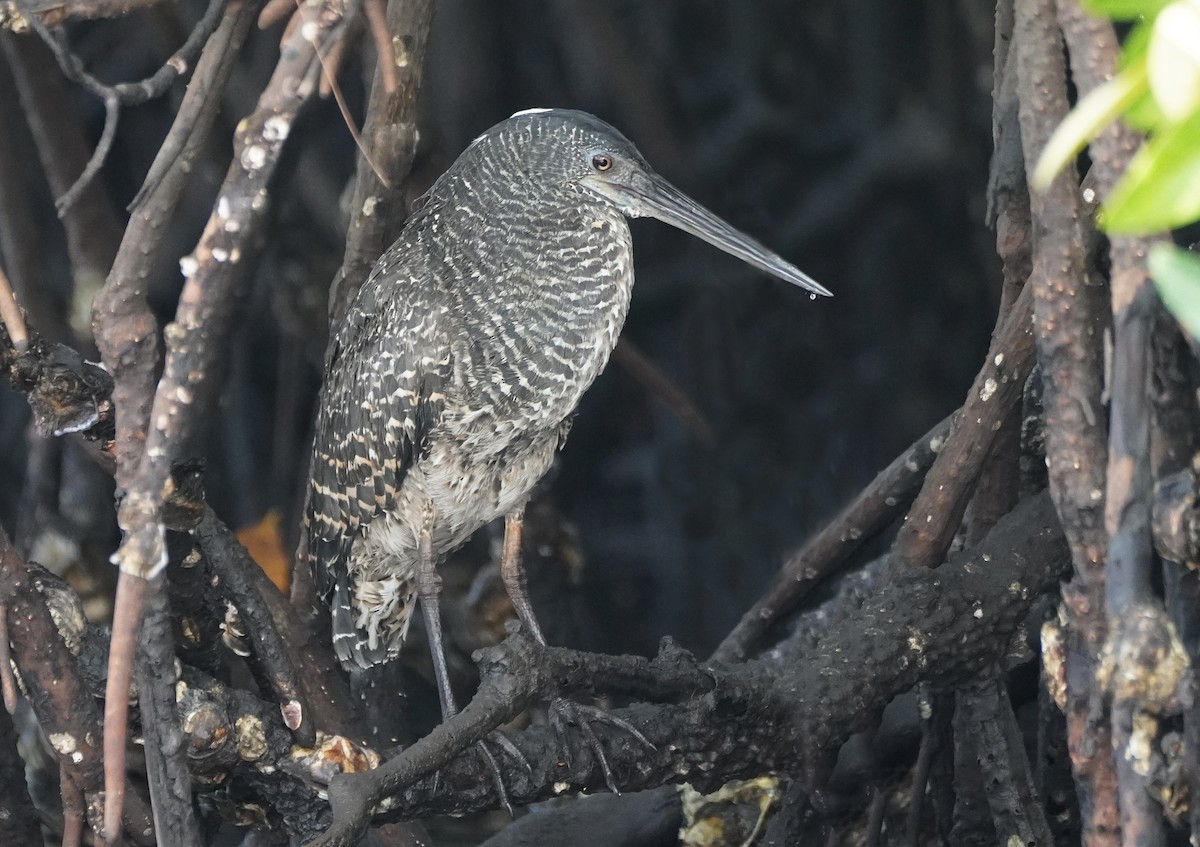 White-crested Tiger-Heron - ML615887905