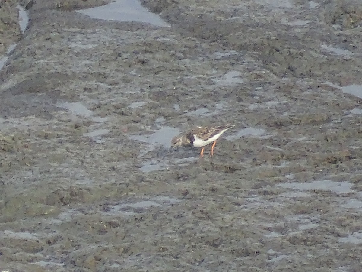 Ruddy Turnstone - ML615887920