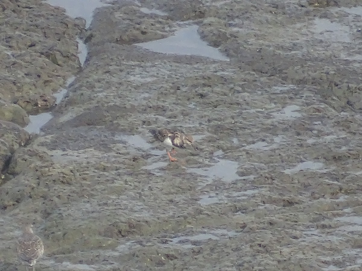 Ruddy Turnstone - ML615887921