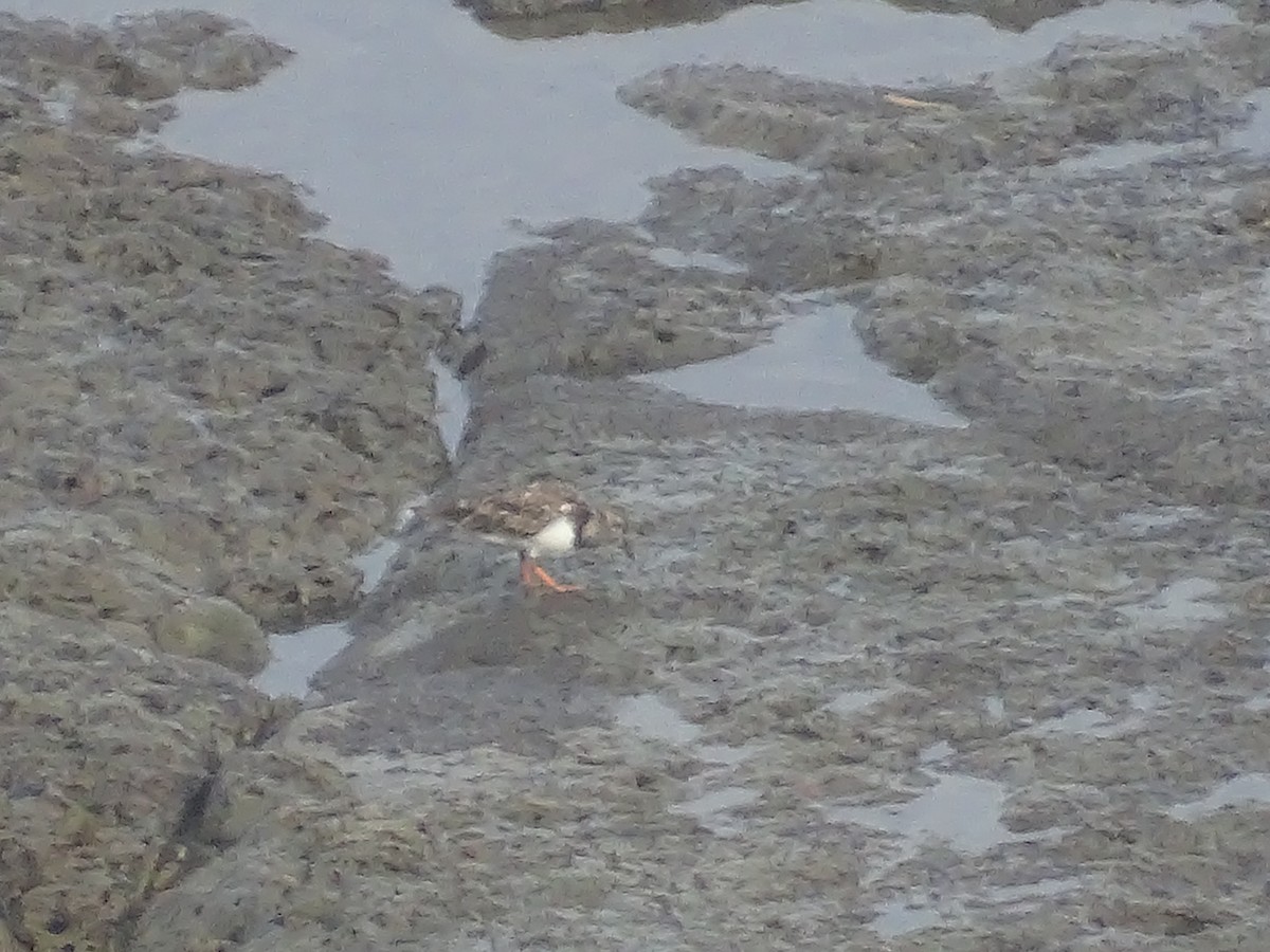 Ruddy Turnstone - ML615887922