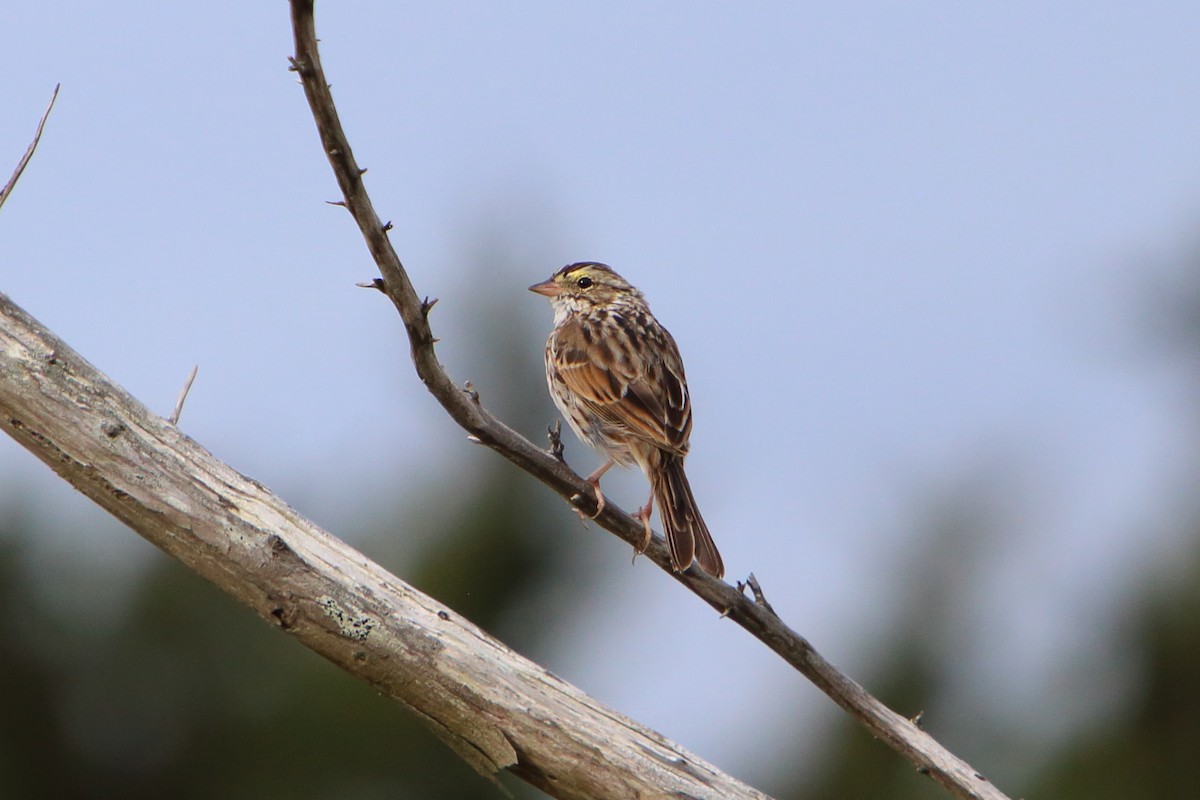 Savannah Sparrow - Yiming Qiu