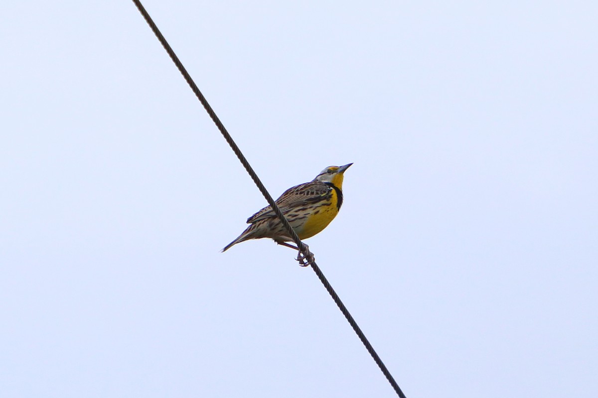 Eastern Meadowlark - Yiming Qiu