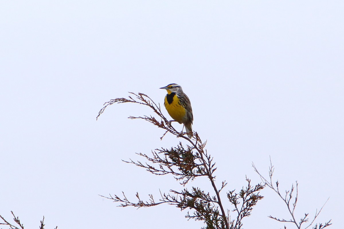 Eastern Meadowlark - Yiming Qiu