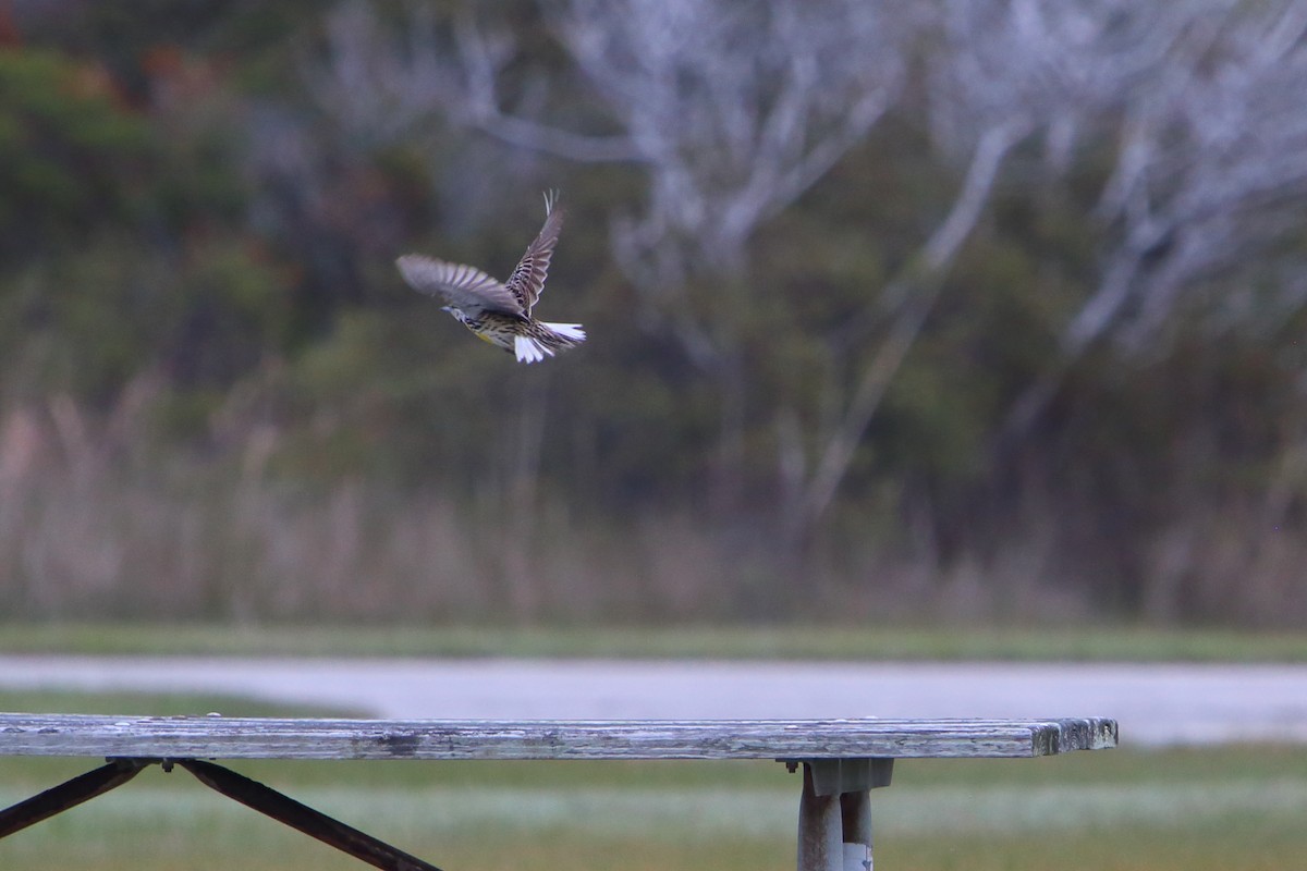 Eastern Meadowlark - ML615887960