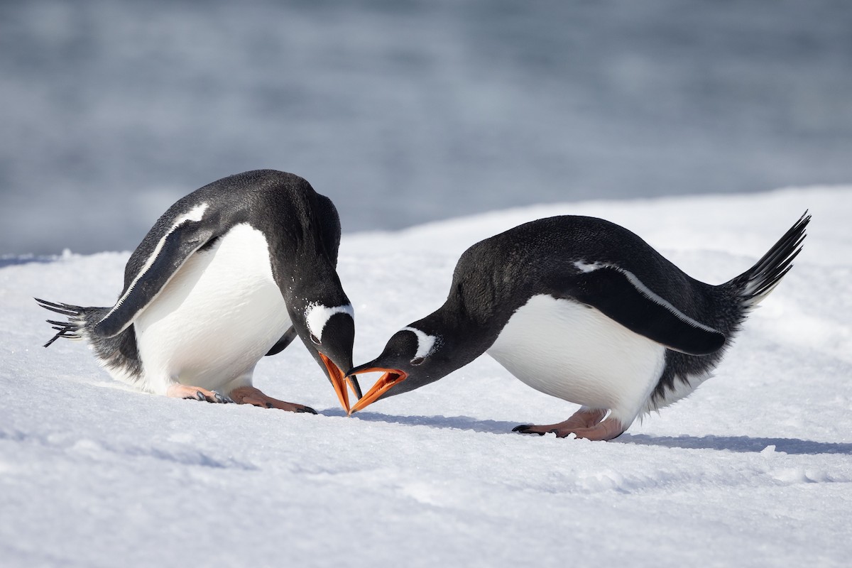 Gentoo Penguin - ML615887964