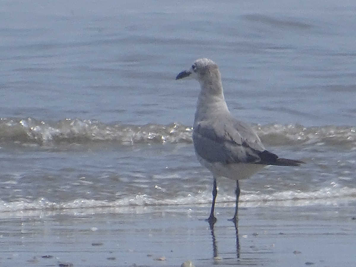 Gray Gull - ML615888007