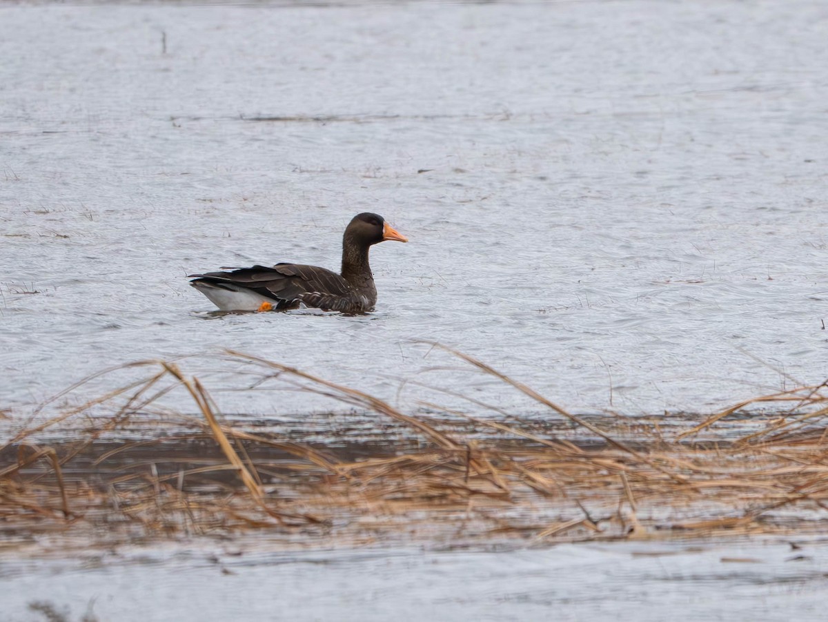 Greater White-fronted Goose - Natalie Barkhouse-Bishop