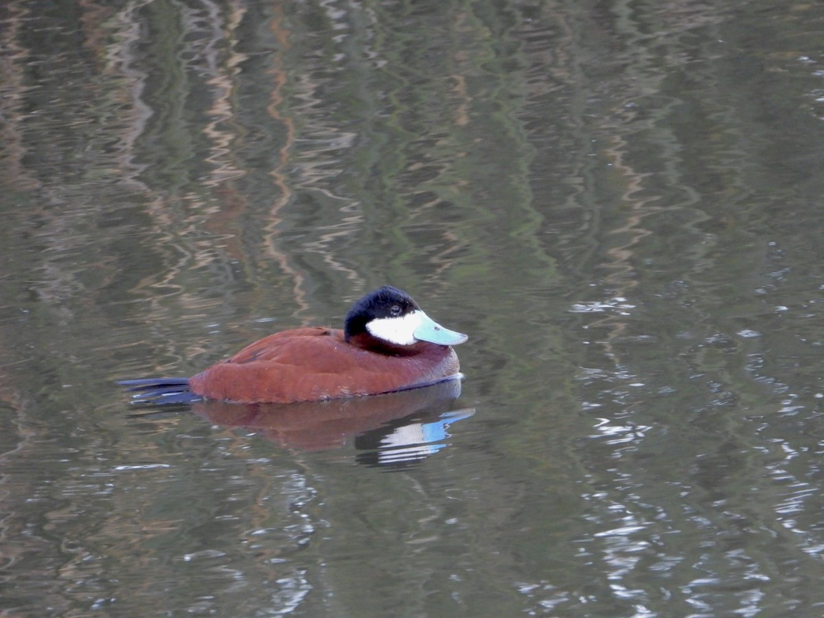 Ruddy Duck - ML615888112