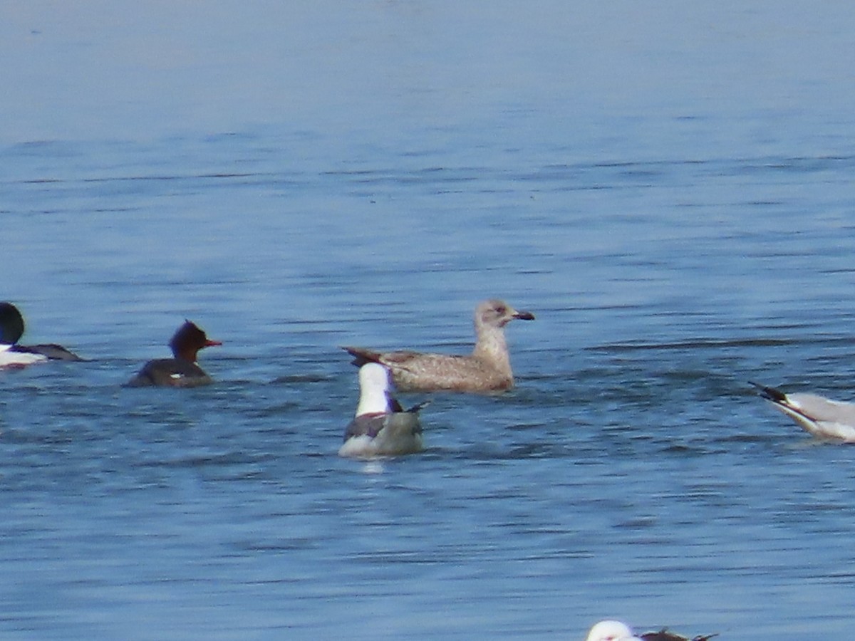 Herring Gull - ML615888207